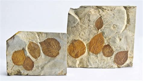 FOSSIL LEAVES