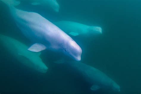 Beluga Whale Experiences in Churchill, Manitoba | Wander The Map