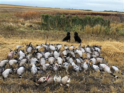 Canada Goose Hunting