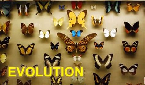 What Is Theory of Evolution? How Different Species Evolved? Explained ...