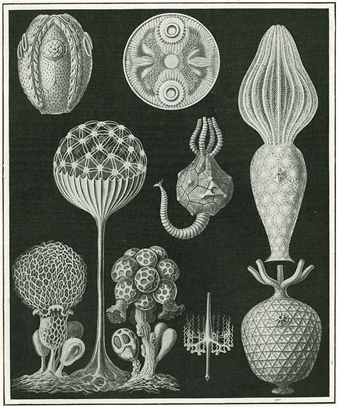 Theory: Organic Shapes- Ernst Haeckel's Art Forms in Nature - AnimationResources.org - Serving ...