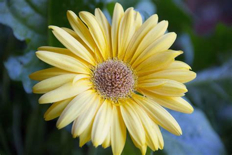 All About Gerbera Daisies: Their Rich Symbolism and Enchanting Stories - Petal Republic