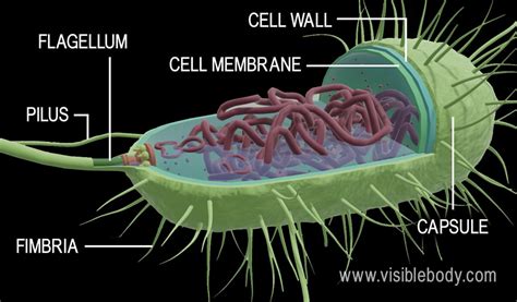 Prokaryotic Cells