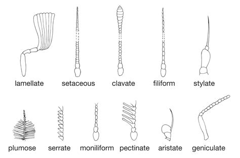 Insect - Social Behavior, Colonies, Communication | Britannica