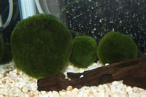 Marimo: The Pet Algae with a Suggestive Mascot