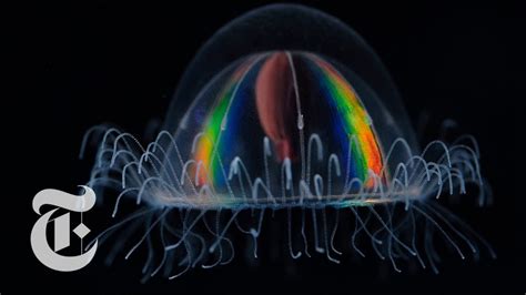 How Deep Sea Creatures Emit Their Own Light | The New York Times - YouTube