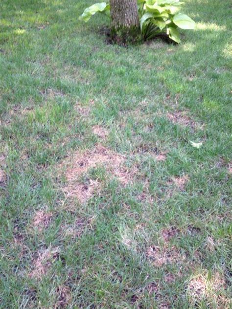 How to Treat Lawn Fungus During The Humid Months | Huntington, NY Patch