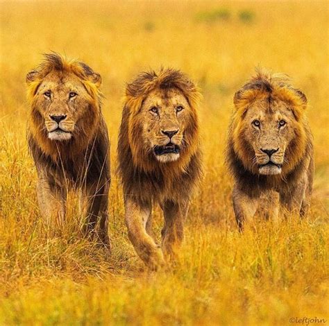 Lions Bonding in Search of a Pride