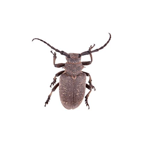 Bark Beetle Identification & Habitat | Bark Beetles in Albuquerque NM