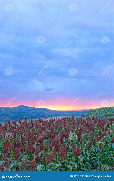 Sorghum Field in Sunset Glow Stock Photo - Image of cropland, afterlight: 128103380