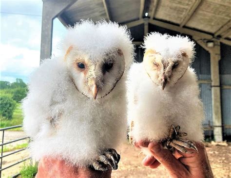 Nine barn owl chicks born on Dorset farms