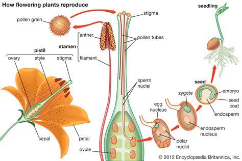 ScienceInvestigators - The Plant Kingdom