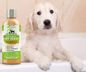 🥇10 Best Dog Shampoos to Buy in (May 2024) - Buyer’s Guide