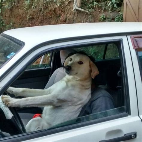 dog driving Blank Template - Imgflip