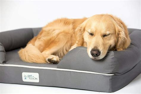 The 5 Best Memory Foam Dog Beds