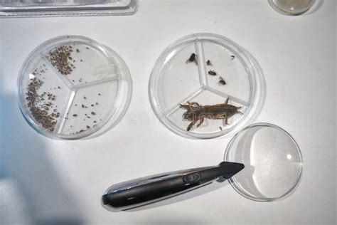 Laboratory Glassware with Insects Stock Photo - Image of cultivation, fruit: 110764712