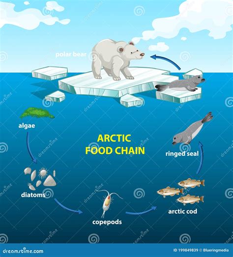 Circle of Arctic Food Chain Stock Vector - Illustration of circle, diagram: 199849839