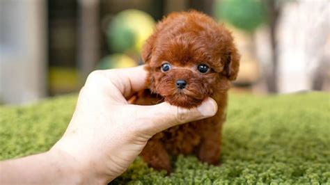 Cute Dog Breeds