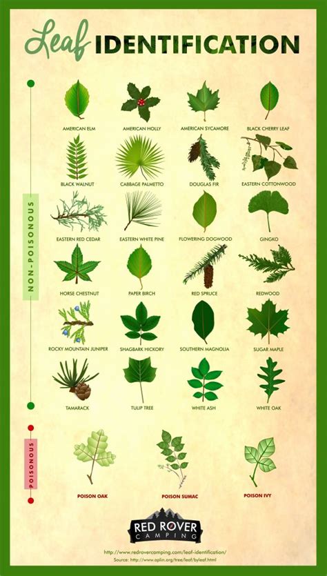 45 best images about Tree Identification on Pinterest | Trees and shrubs, Charts and Pine