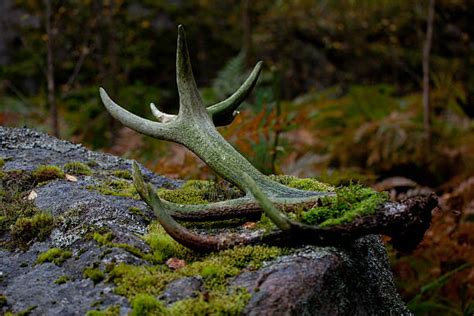 Moose Antlers Stock Photos, Pictures & Royalty-Free Images - iStock