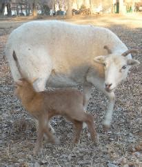 New Mexico Dahl Sheep Breed Standards