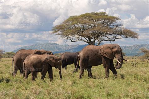 Elephant Herd East Africa walking 716378 Stock Photo at Vecteezy