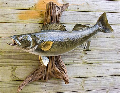 Walleye fish replicas, Walleye fish mounts