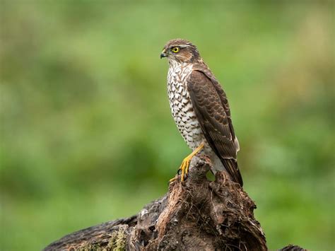 Sparrowhawk Hunting (Behaviour, Prey, Techniques + FAQs) | Birdfact