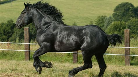 Percheron Horse Breed Full Information, History, Size & lifespan