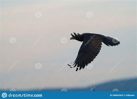 Common Raven Flying in the Sky Stock Photo - Image of birdwatching ...