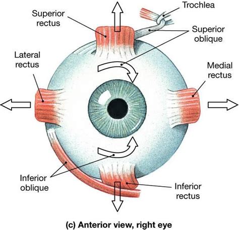 The extrinsic muscles of the eye come from the bones of the orbit and ...