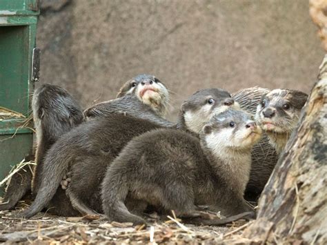 Image Gallery: Otter Pups Get a Checkup | Live Science