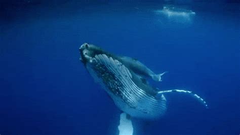 Humpback Whale Swimming GIFs - Find & Share on GIPHY