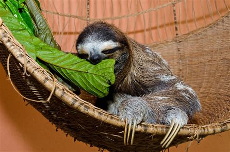 How The Sloth Sanctuary Is Educating To Costa Rica