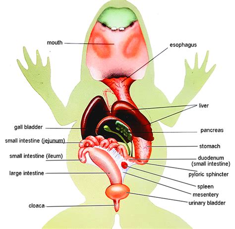 15+ Labeled Frog Dissection Diagram - TaylerKensley