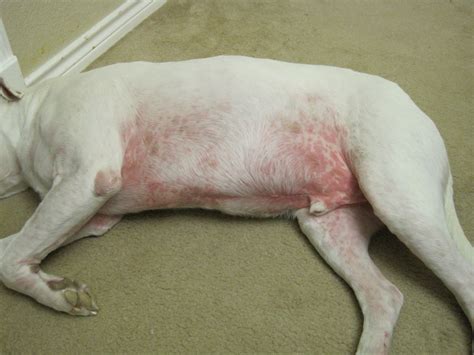 The Happy Pit Bull Blog: Hives and staph and allergies, oh my!