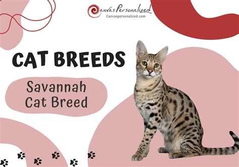 Savannah Cat Breed: Exotic Elegance And Wild Spirit