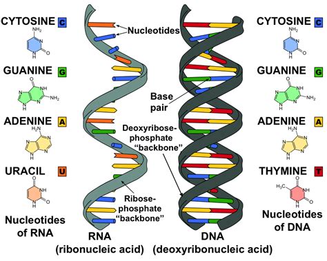 Dna And Rna Structure Diagram