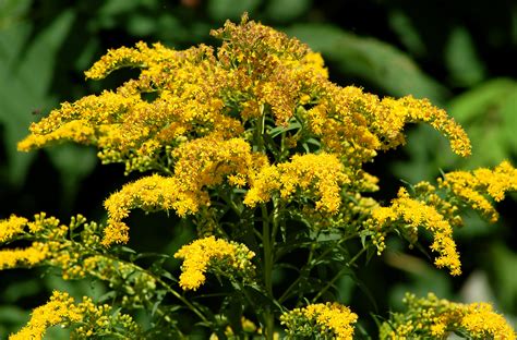 How to Grow and Care for Goldenrod Plants