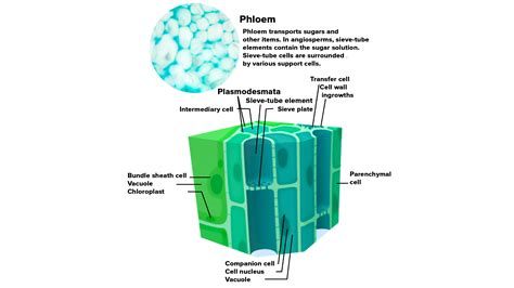 What is phloem in vascular tissue? Give its components and functions with the help of a diagram.