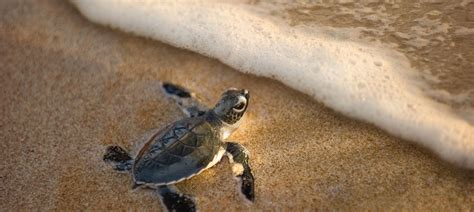 Explore South Carolina's Coast On A Sea Turtle Patrol