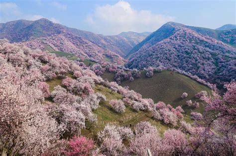 Majestic and stunning sea of apricot blossom in China – Vuing.com