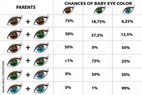 The genetics of eye color.Eye color chart paternity test Stock Vector | Adobe Stock