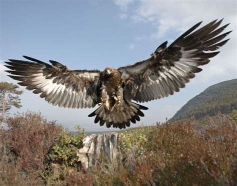 PediaPie: Golden Eagle The national bird of Mexico Extremely Swift