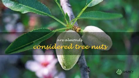 Almonds: Are They Classified As Tree Nuts? | ShunCy