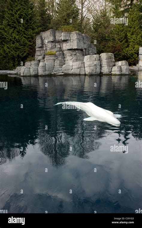 Beluga whale in Vancouver Aquarium Stock Photo - Alamy