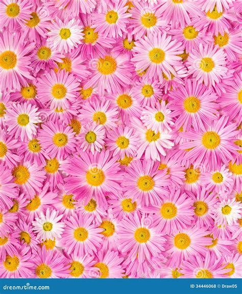 Pink and yellow flowers stock photo. Image of gift, bright - 34446068