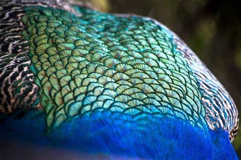 Peacock body feathers - Creative Commons Bilder