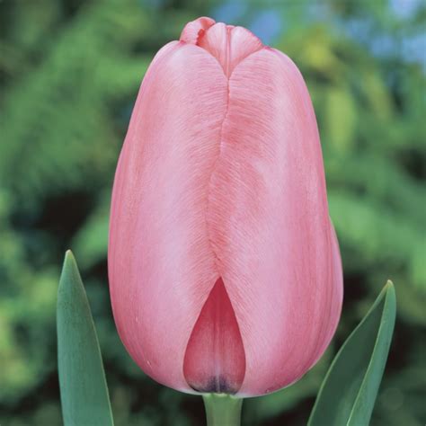 Tulip Bulbs | Buy Online at Wholesale Prices | Boston Bulbs