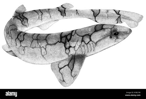 Chain Catshark, Chain Dogfish (Scyliorhinus retifer), drawing Stock Photo - Alamy